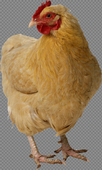 White Chicken Transparent Image