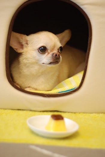 White Chihuahua