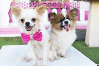 White chihuahua dog and friend are sitting on white table