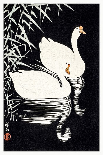 White Chinese Geese Swimming by Reeds | Free Photo Illustration - rawpixel