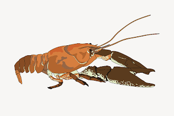 White-clawed crayfish clipart illustration psd. | Free PSD - rawpixel