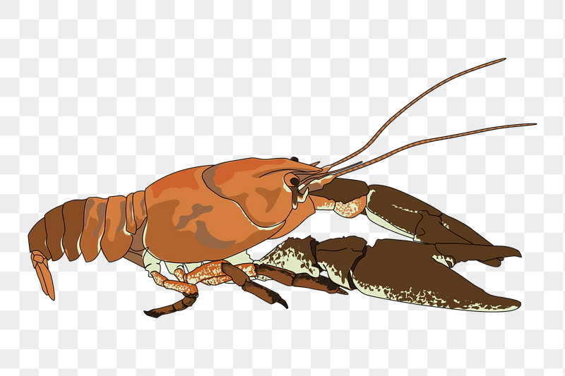 White-clawed crayfish png sticker illustration, | Free PNG - rawpixel