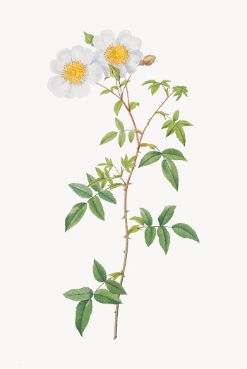 White climbing rose | Free stock vector - 574265