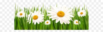 White Clover Flower Grasses Lawn - Grass and White Flowers PNG Clipart 