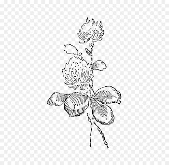 White Clover Red Clover Flower Illustration - Flowers Illustrations 