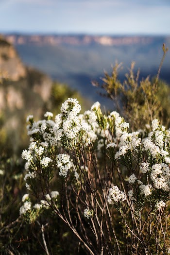 White Cluster Flowers