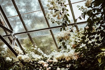 White Cluster Flowers Beside Glass Window