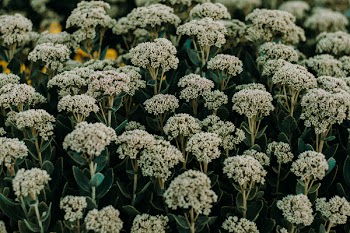 White Cluster Flowers in Bloom