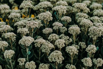 White Cluster Flowers in Bloom