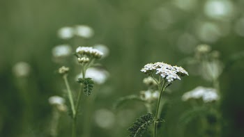 White Clustered Flower on Selective Focus Photography