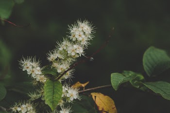 White Clustered Flowers With Green Leaves