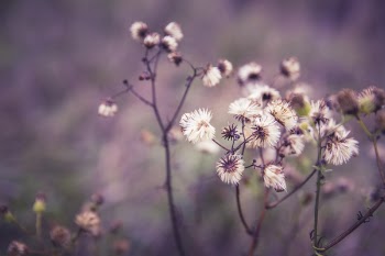 White Clustered Petaled Flower