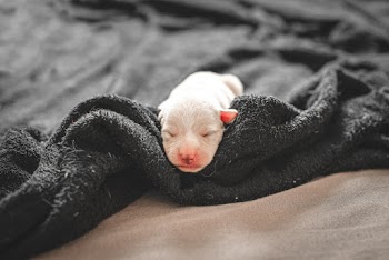 White Coated Puppy