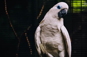White Cockatoo