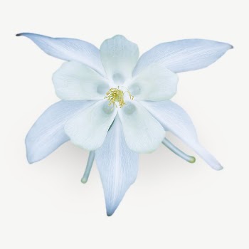 White Columbine flower collage element | Free PSD - rawpixel