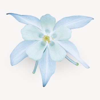White Columbine flower isolated design | Free Photo - rawpixel