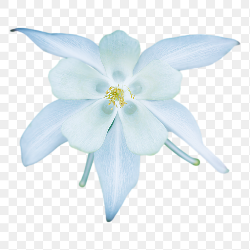 White Columbine flower png sticker, | Free PNG - rawpixel