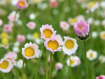 White Common Daisy