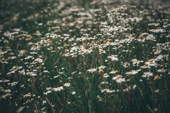 White Common Daisy Flowers