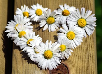 White Common Daisy on Bench