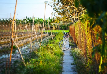 White Commuter Bike Parking Beside Plant