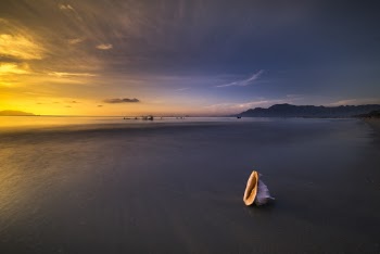 White Conch Shell Beside Shoreline