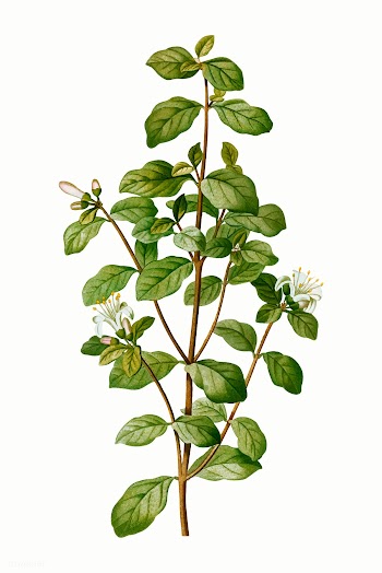 White correa plant | Free stock vector - 568695