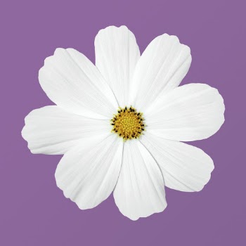 White cosmos, spring flower clipart | Free Photo - rawpixel
