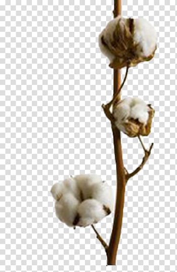 White cotton bolls illustration, Shetou Cotton Tree Xizhou, Changhua Bombax ceiba, Cotton tree,Vines transparent background PNG clipart