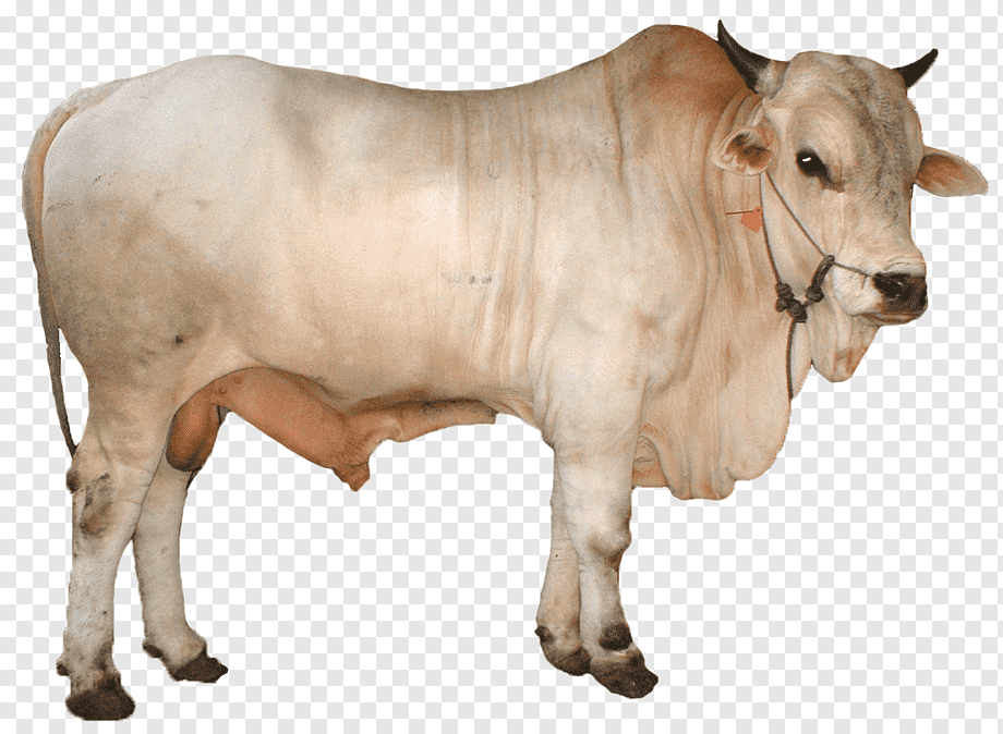 white cow illustration, Simmental cattle Limousin cattle Qurbani Goat Ongole cattle, adha, animals, cow Goat Family, terrestrial Animal png