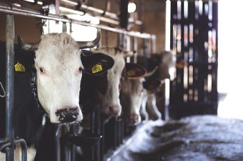 White Cow in Cattle House