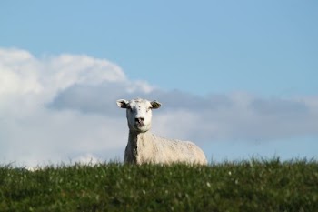 white cow on green grass field
