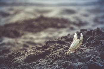 White Crab on Sand
