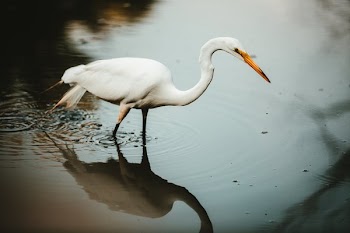 White Crane In Water Side Profile
