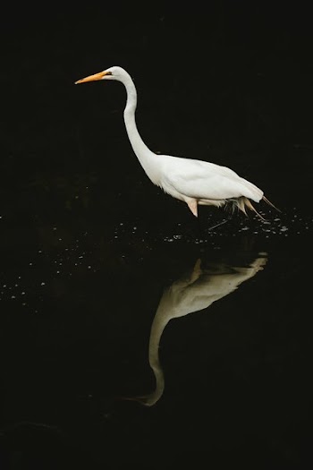 White Crane Water Reflection