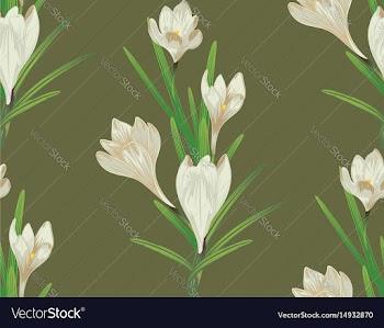 White crocus flowers vector image