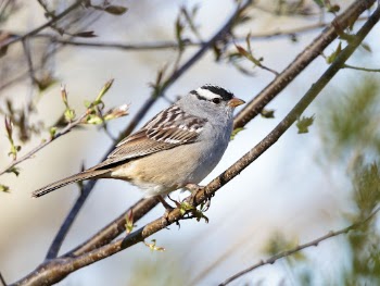White-crowned sparrow bird. Free public | Free Photo - rawpixel