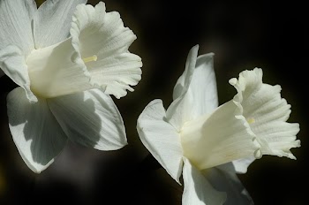 White Daffodils