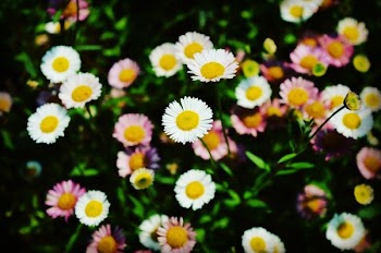 White Daisies 