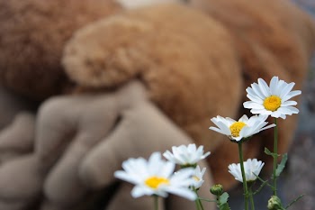 White Daisies Beside Brown Plush Toy Selective-focus Photography