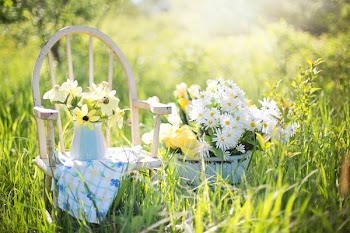 White Daisies on Blue Ceramic Pot Beside White Wooden Armchair on Green Grass Field during Daytime