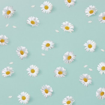 White daisies pattern background, botanical | Free PSD - rawpixel