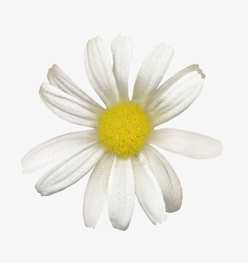 White Daisies, White, Daisies PNG Image and Clipart for Free Download