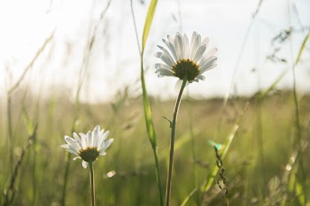 White Daisy