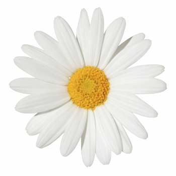 White Daisy Clipart – 101 Clip Art