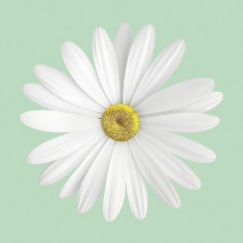 White daisy collage element, flower | Free PSD - rawpixel