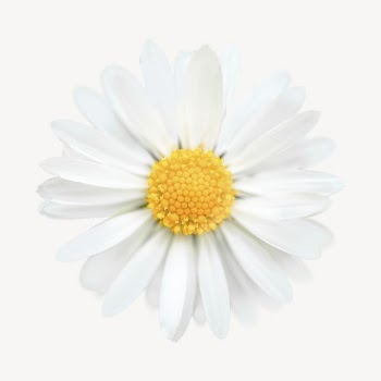 White daisy collage element, spring | Free PSD - rawpixel