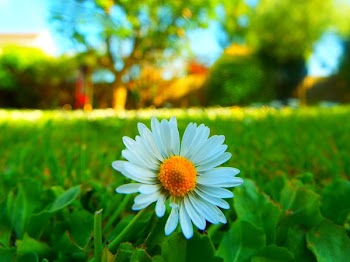 White Daisy Flower