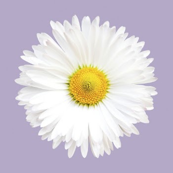 White daisy, flower clipart psd | Free PSD - rawpixel