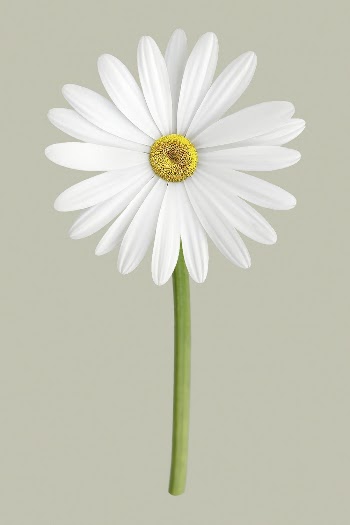 White daisy, flower collage element | Free PSD - rawpixel